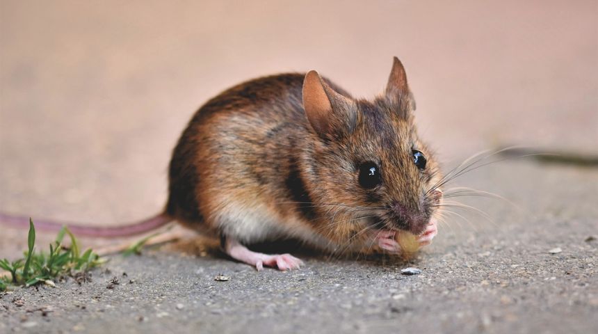 Rodent Pest Control Services