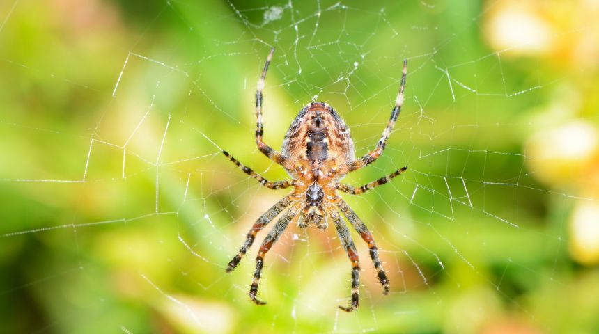 Residential Spider Pest Control Service